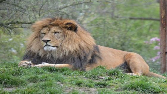 حقيقة هجمات أسد الاطلس بغابات اخنيفرة و ولماس