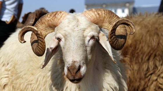 بلاغ المكتب الوطني للسلامة الصحية للمنتجات الغدائية بخصوص أضاحي العيد