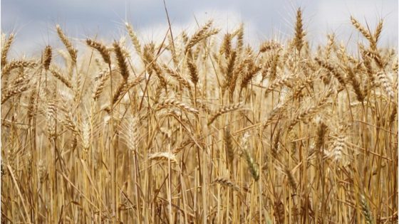 اسوا موسم حصاد للحبوب منذ 17 سنة ينتظر المغرب