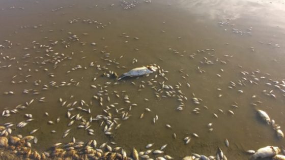 نفوق كميات هائلة من أسماك سد عبد الكريم الخطابي