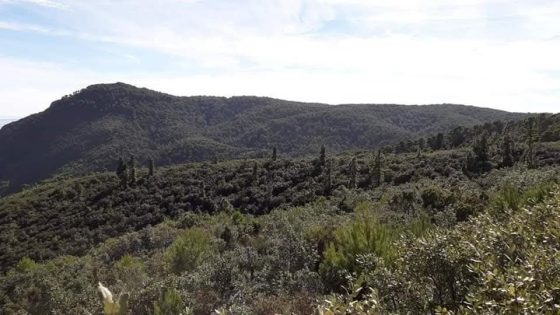 غابة إفرني في قلب حماية جوية للحفاظ على غابات إقليم ادريوش