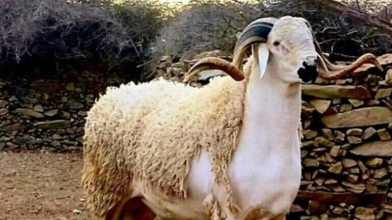 إلغاء شعيرة الأضحية في المغرب: بين الضرورة الاقتصادية والجدل الديني والاجتماعي
