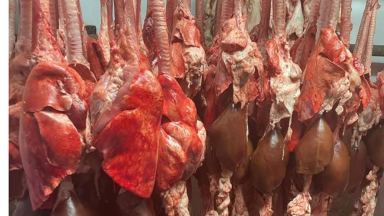 ارتفاع صاروخي لأسعار الدوّارة وسط منع الذبح الرسمي(ⵝⴰⵇⵔⴰⵛⵜ)