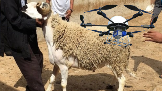 بعد منع الأضحية مراقبة الاسطح بالدرون و حجز الاغنام السرية