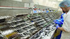 المغرب يمنع تصدير السردين المجمد لتعزيز تموين السوق الوطنية وضبط الأسعار