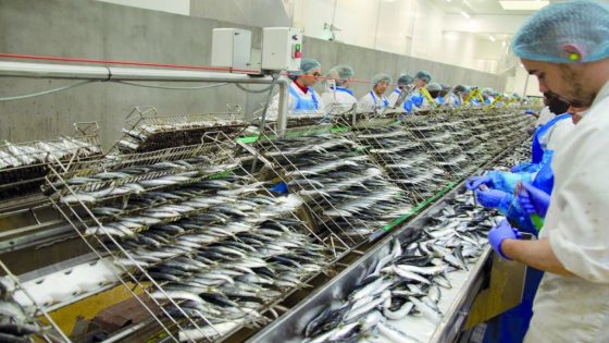 المغرب يمنع تصدير السردين المجمد لتعزيز تموين السوق الوطنية وضبط الأسعار