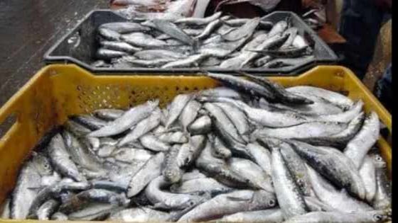 منع تصدير السردين المجمد إستعدادا لفترات الذروة الاستهلاكية قبل شهر رمضان